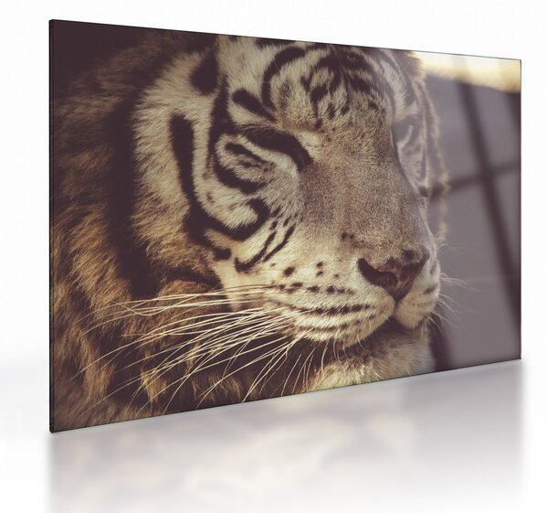 Sklenený obraz tigra (70x50 cm)