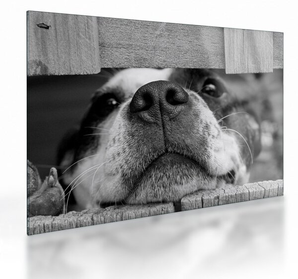 Sklenený obraz psa (70x50 cm)