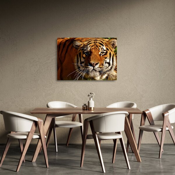 Sklenený obraz tigra (70x50 cm)