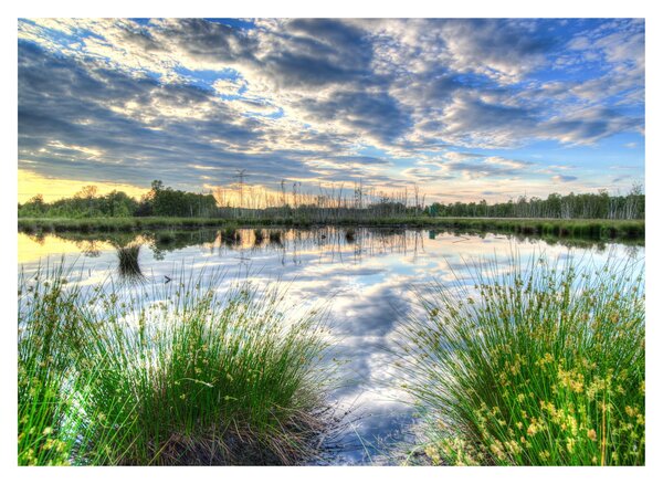 Sklenený obraz jazera s tŕstím (70x50 cm)