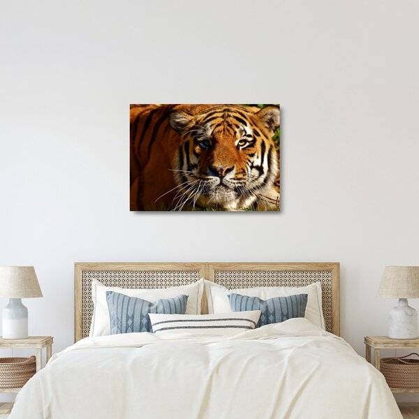 Sklenený obraz tigra (70x50 cm)