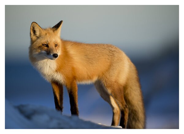 Sklenený obraz - Liška na snehu (70x50 cm)
