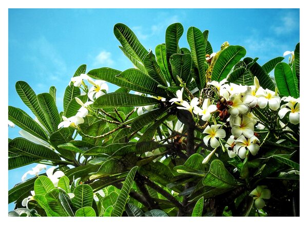 Sklenený obraz - Plumeria (70x50 cm)
