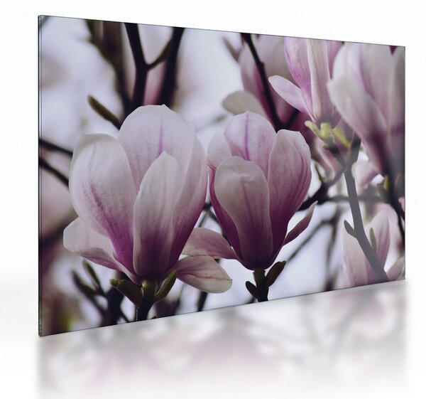 Sklenený obraz - Magnolie (70x50 cm)
