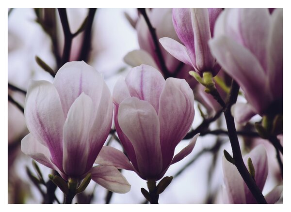 Sklenený obraz - Magnolie (70x50 cm)