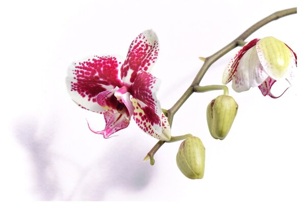 Sklenený obraz kvetu orchidey (70x50 cm)