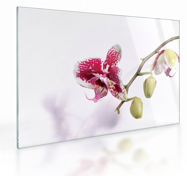 Sklenený obraz kvetu orchidey (70x50 cm)