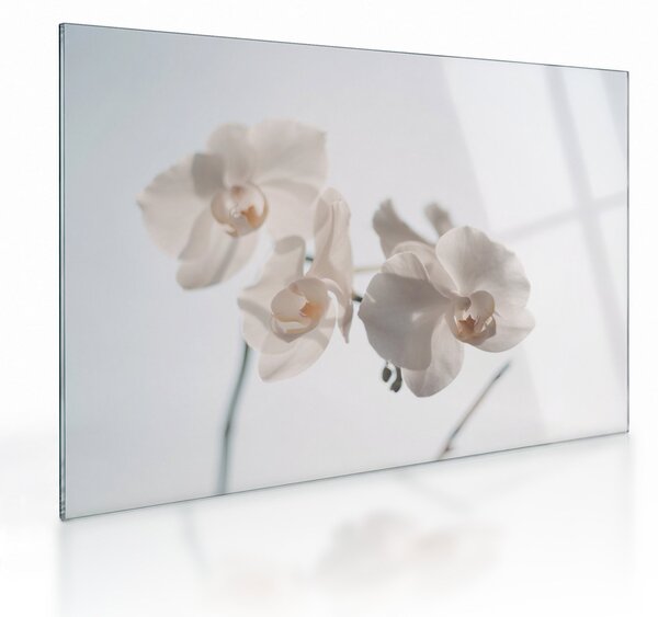 Sklenený obraz bielej orchidey (70x50 cm)