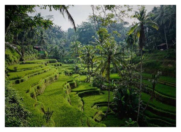 Sklenený obraz ryžových terás Tegalalang, Bali (70x50 cm)
