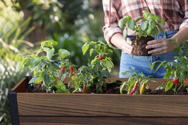 Deco Elevated Garden Bed Kvetináč 156 × 113 × 47 cm, walnut KETER 263873