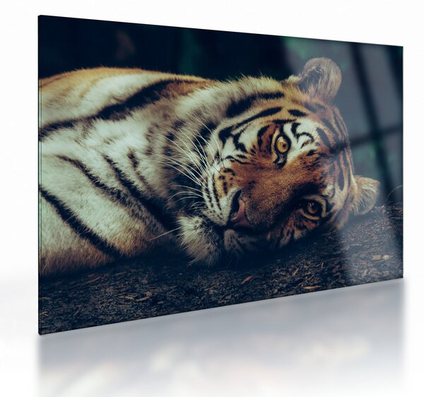 Sklenený obraz - Tiger Sibírsky (70x50 cm)