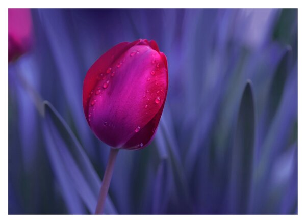 Sklenený obraz pupete tulipánu (70x50 cm)