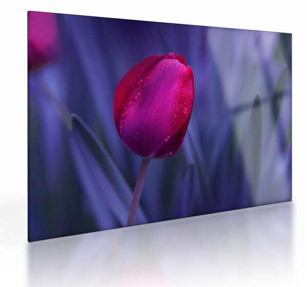 Sklenený obraz pupete tulipánu (70x50 cm)