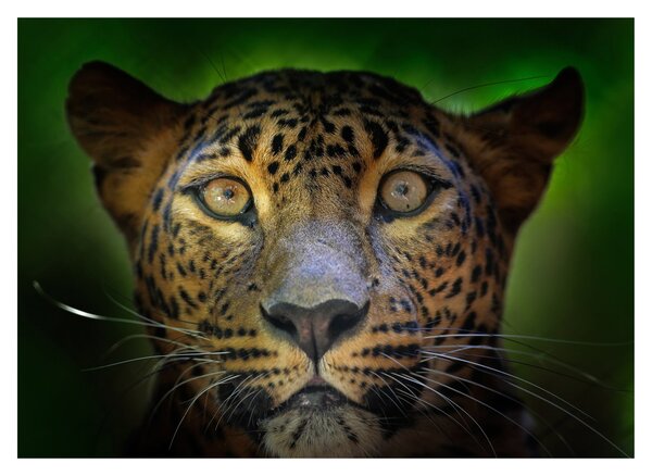 Sklenený obraz - Portrét leoparda, Sri Lanka (70x50 cm)