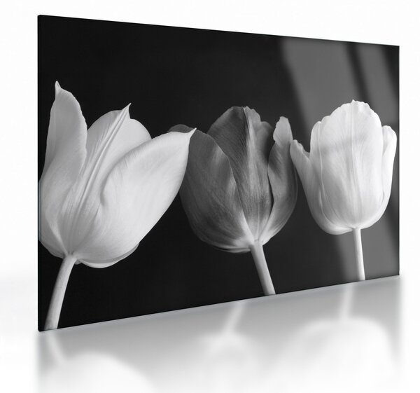 Sklenený obraz - Čiernobiele kvety tulipánov (70x50 cm)