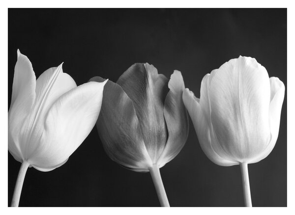 Sklenený obraz - Čiernobiele kvety tulipánov (70x50 cm)