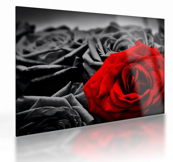 Sklenený obraz - Kvety ruží (70x50 cm)