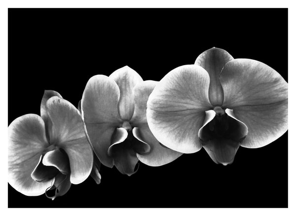 Sklenený obraz kvetu orchidey (70x50 cm)
