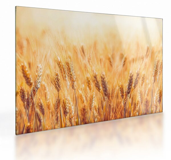 Sklenený obraz - pole s obilím (70x50 cm)