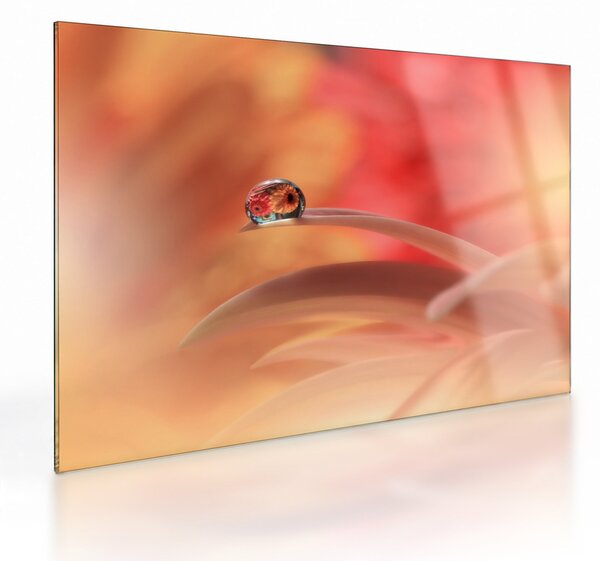 Sklenený obraz kvetinové kvapky rosy (70x50 cm)