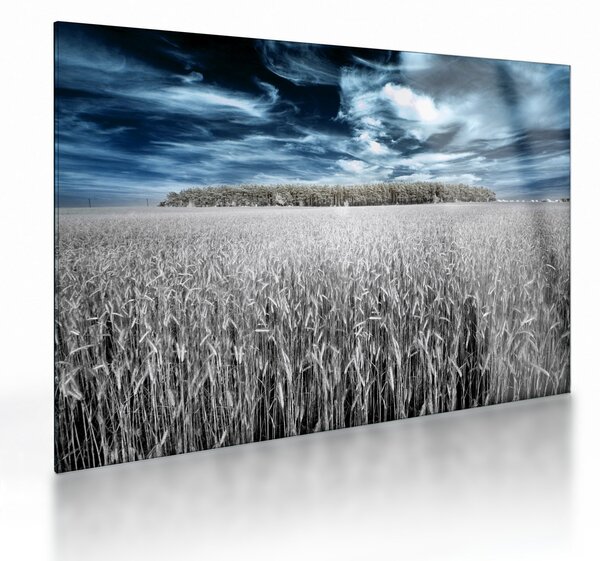 Sklenený obraz pole (70x50 cm)