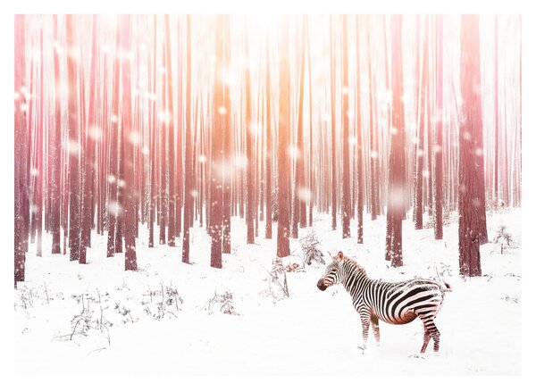 Sklenený obraz - Zebra v zasneženom lese (70x50 cm)