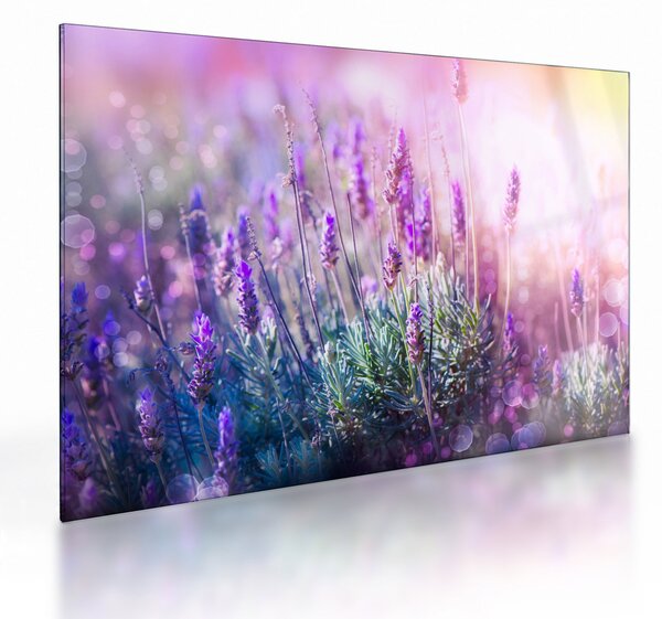 Sklenený obraz - Levanduľa vo trblietania slnka (70x50 cm)