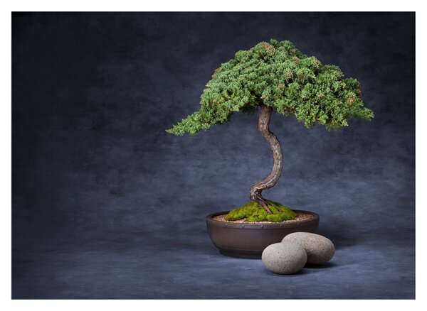 Sklenený obraz - Bonsai (70x50 cm)