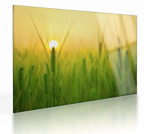 Sklenený obraz - Pole s obilím (70x50 cm)