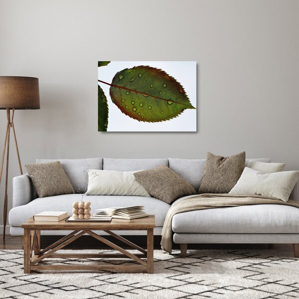 Sklenený obraz - List ruže (70x50 cm)