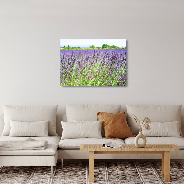 Sklenený obraz poľa s levanduľou (70x50 cm)
