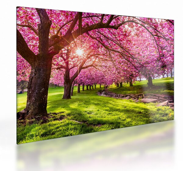 Sklenený obraz rozkvitnutých čerešní, Hurd Park, Dover, New Jersey (70x50 cm)