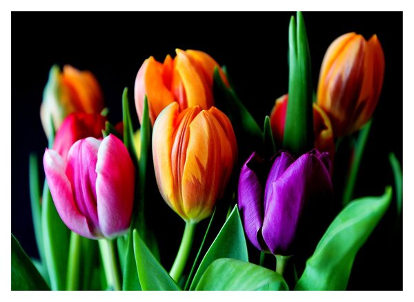 Sklenený obraz tulipánov na čiernom pozadí (70x50 cm)