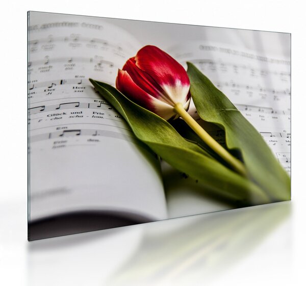 Sklenený obraz červeného tulipánu (70x50 cm)
