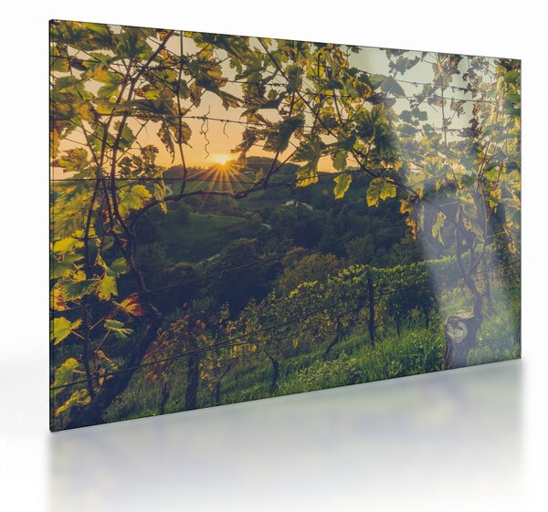 Sklenený obraz - Vinice (70x50 cm)