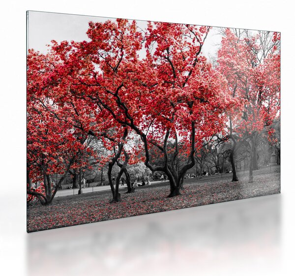 Sklenený obraz - Červené stromy, Central Park, New York (70x50 cm)