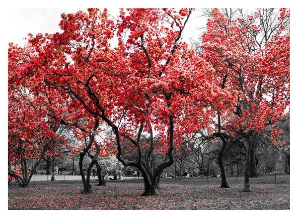 Sklenený obraz - Červené stromy, Central Park, New York (70x50 cm)