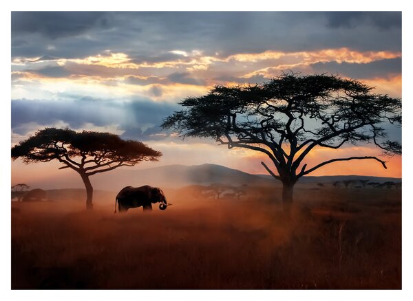 Sklenený obraz - Národný park Serengeti, Tanzánia, Afrika (70x50 cm)