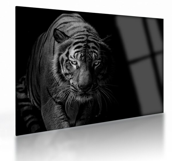 Sklenený obraz divokého tigra (70x50 cm)