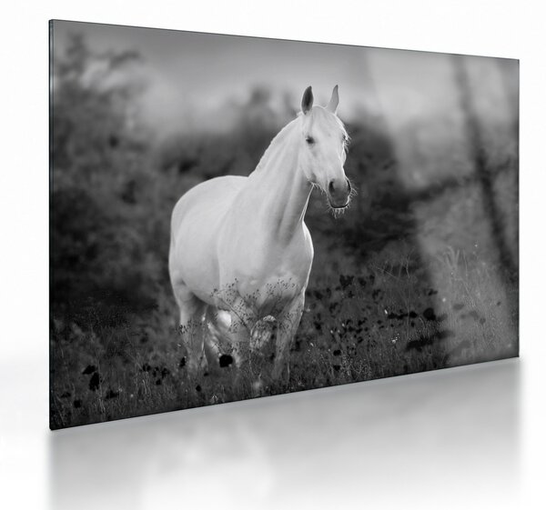 Sklenený obraz bieleho koňa na lúke, čiernobiela (70x50 cm)