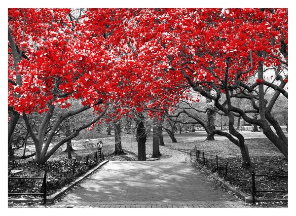 Sklenený obraz - Červené stromy, Central Park, New York (70x50 cm)