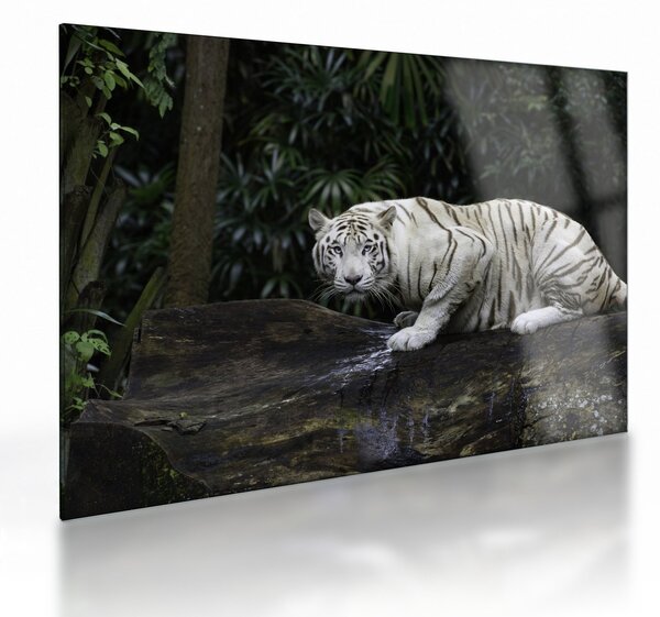 Sklenený obraz - Tiger albín (70x50 cm)
