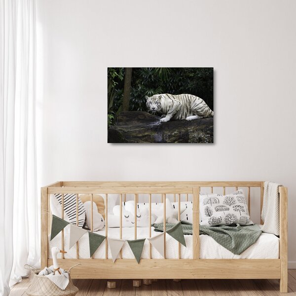 Sklenený obraz - Tiger albín (70x50 cm)
