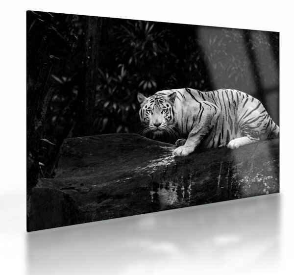 Sklenený obraz - Tiger albín, čiernobiely (70x50 cm)