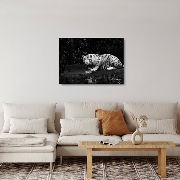 Sklenený obraz - Tiger albín, čiernobiely (70x50 cm)