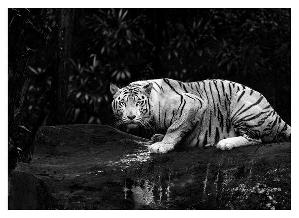Sklenený obraz - Tiger albín, čiernobiely (70x50 cm)
