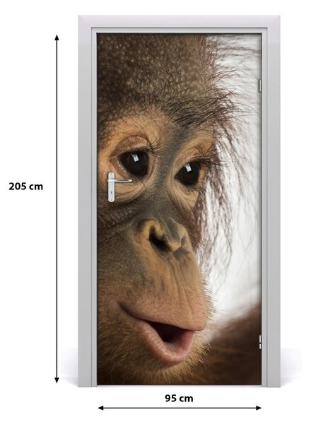 Samolepiace fototapety na dvere mladý orangutan 95x205 cm