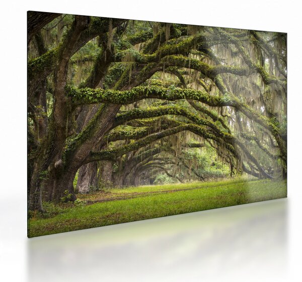 Sklenený obraz - Oaks Avenue, Charleston, Južná Karolína, USA (70x50 cm)