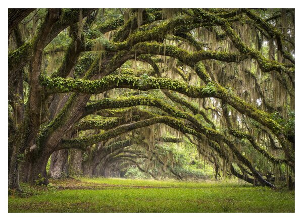 Sklenený obraz - Oaks Avenue, Charleston, Južná Karolína, USA (70x50 cm)
