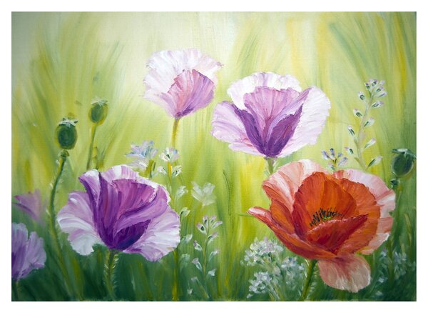 Sklenený obraz - Vlčie maky (70x50 cm)